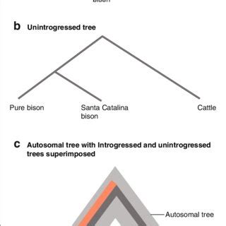 Variation In Evolutionary History Due To Admixture Using American