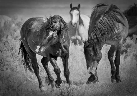 Wild Horse Photographs – Black & White | Photography of Wild Horses ...