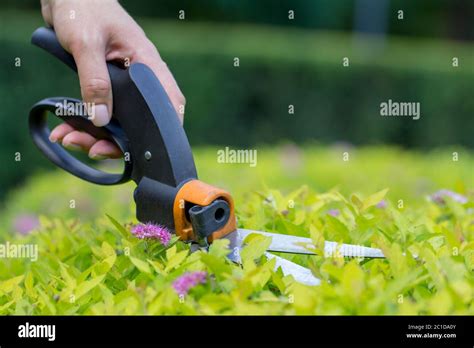 Cutting Grass With Scissors High Resolution Stock Photography And