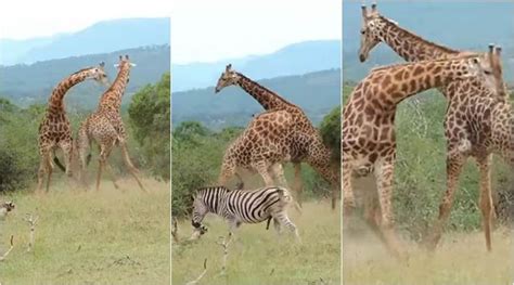 WATCH: Are giraffes gentle? This epic fight between two males will prove you wrong | Trending ...