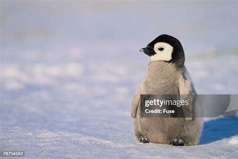 Baby Penguins