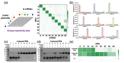 基于crispr Cas12a和重组聚合酶扩增的微流控空间编码进行多重核酸检测新方法 微生物安全与健康网