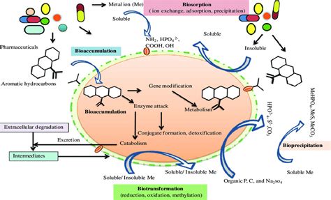 4 Representation Of Different Mechanisms Of Microbial Remediation Of