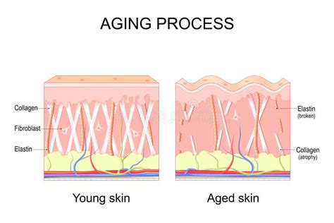 Processus De Vieillissement Comparaison De La Peau Jeune Et âgée