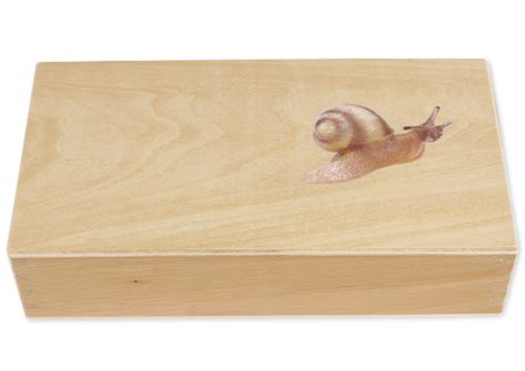 TimeTEX Lebenszyklus Einer Schnecke In Holzbox Montessori Premium