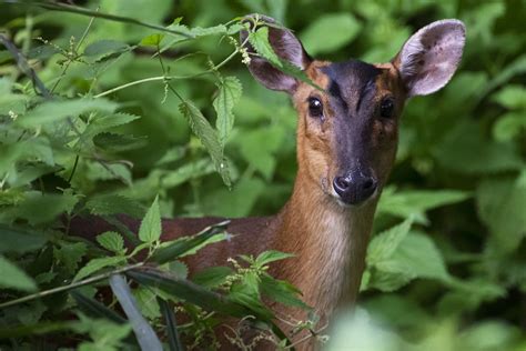 Female Muntjac Deer Seen In The Woods At North Cove Suffo Mel