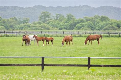 牧場の馬の写真素材｜写真素材なら「写真ac」無料（フリー）ダウンロードok