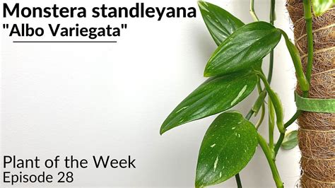 How To Care For Monstera Standleyana Albo Variegata Plant Of The