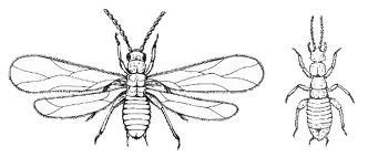 Ground dwelling insects, endopterygota orders, insect development II ...