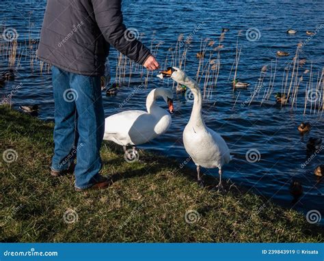 Adult Male Feeding Loaf Of Bread From Hand To A Couple Of The Mute Swan