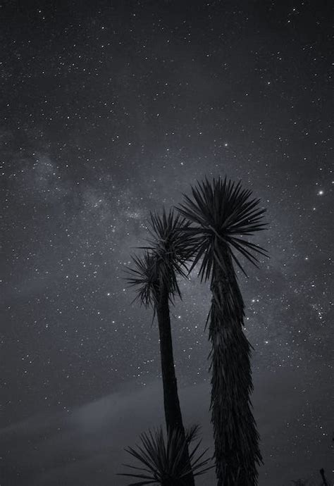 Green Palm Tree Under Starry Night · Free Stock Photo