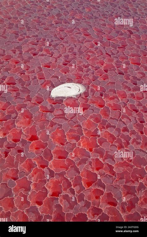 Lago Natron Valle Del Rift Tanzania Africa Stock Photo Alamy