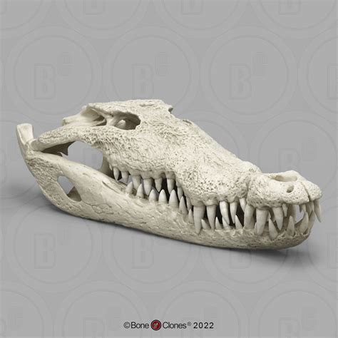 American Crocodile Skull - Bone Clones - Osteological Reproductions