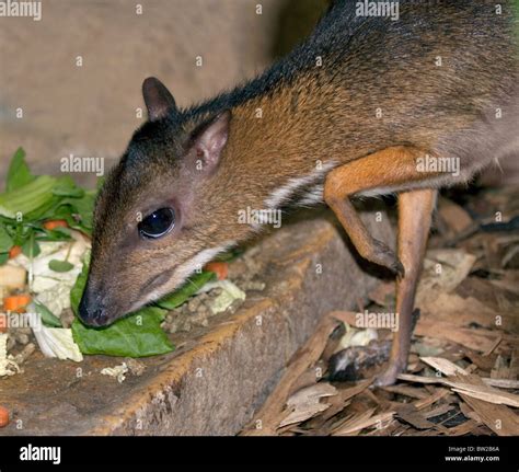 Chevrotain Size