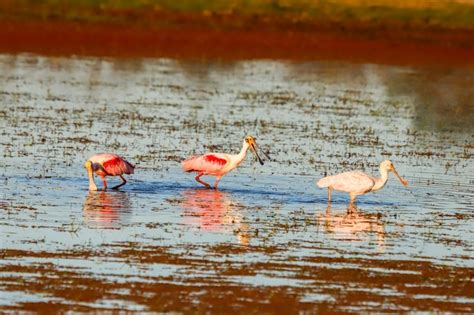 Premium Photo The Roseate Spoonbill Platalea Ajaja Is A Gregarious