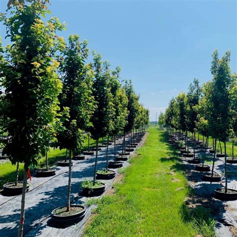 Acer Tataricum Gar Ann Hot Wings Tatarian Maple Maple Hot Wings Tatarian From Kankakee Nursery