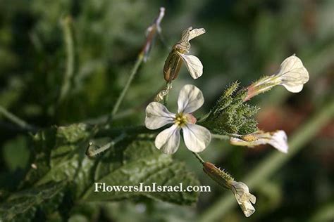 Common name: Garden Rocket, Roquette, Arugula Flowering Period: January ...