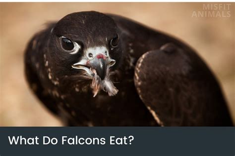 What Do Falcons Eat? (Diet Explained) | Misfit Animals