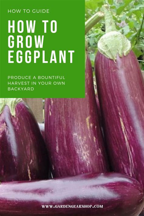 How To Grow Eggplant Eggplant Growing Potatoes Growing Eggplant