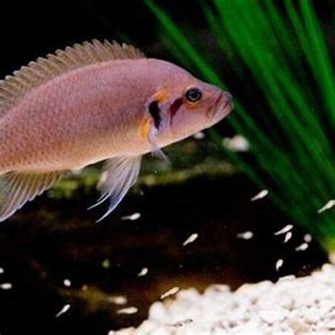 How Long Do Cichlids Hold Their Eggs Diy Seattle