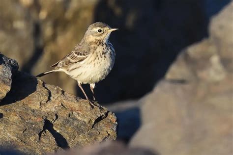 American Pipit (Anthus rubescens) - Hawaii Bird Guide