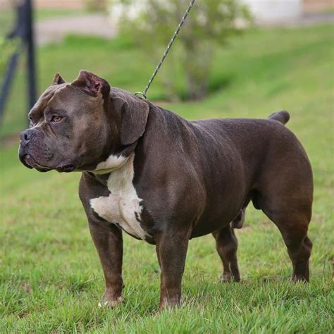 American Bully Xl A Vers O Extra Grande Da Ra A Canil Von Notrean