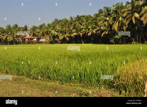 Paddy Fields Of Kerala India Stock Photo Alamy