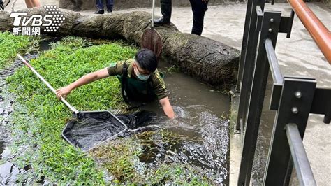 國小男童「慘跌北市動物園水池」 疑顧滑手機踩空畫面曝 Yahoo奇摩汽車機車