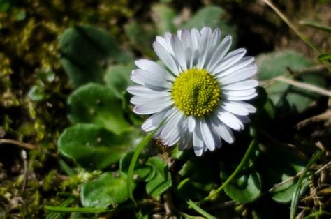 Bildet Natur Blomstre Anlegg Hvit Blomst Lilla Petal Tusenfryd