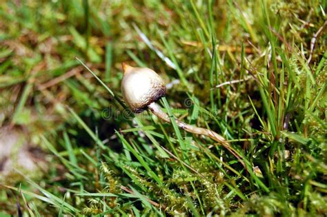 Magic Mushroom Liberty Cap Stock Image Image Of Countryside 22022505