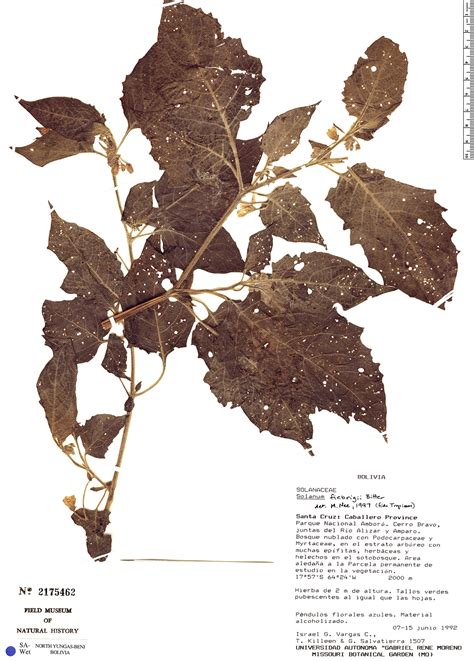 Solanum Sinuatiexcisum Rapid Reference The Field Museum