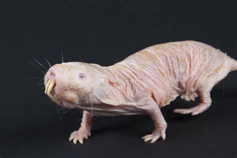 Naked Mole Rat Wallpapers Wallpaper Cave