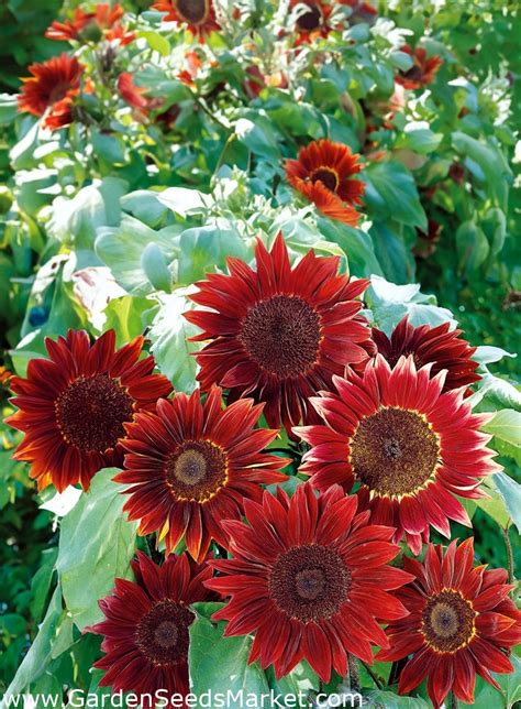 Tournesol Ornemental Moulin Rouge Graines G Helianthus Annuus