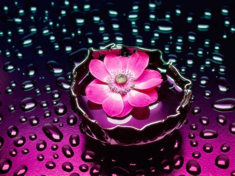 HD Desktop Wallpaper: pink flower wallpaper