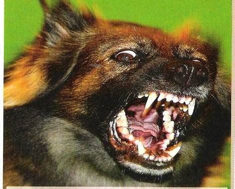 8 Inzichten in agressie bij honden • Toscanzahoeve 