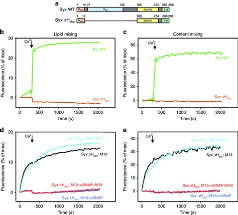 Binding of Munc18-1 to closed syntaxin-1 is key to overcome the ... 