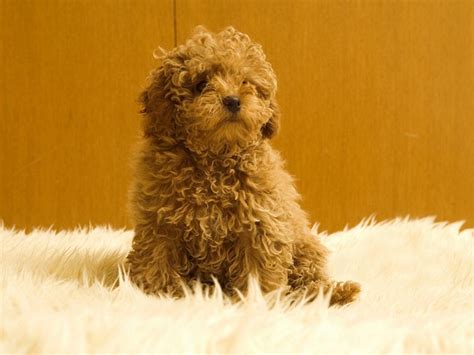 Puppy Pets Pictures