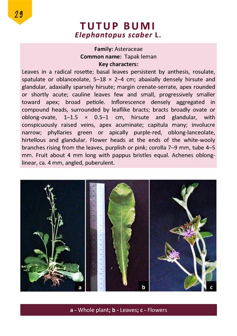 Discovering The Wonders Of Malaysian Herbal Monograph Plants Globinmed