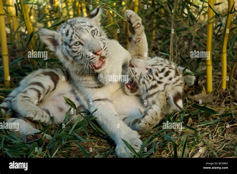 Bengal Tiger Cubs resting in the grass Nashville Zoo at Grassmere Nashville Tennessee Stock ...