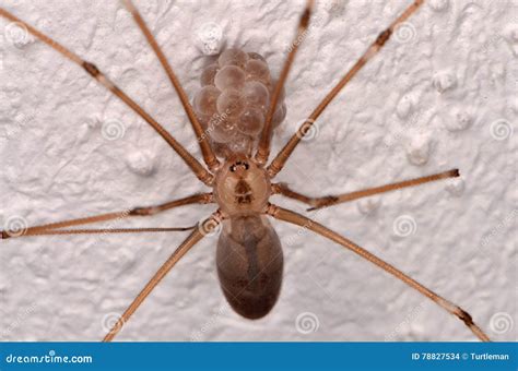 Long Bodied Cellar Spider Bite Humans Fertcraze