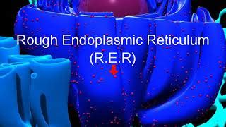 Cell organelles – Structure and function of endoplasmic... | Doovi