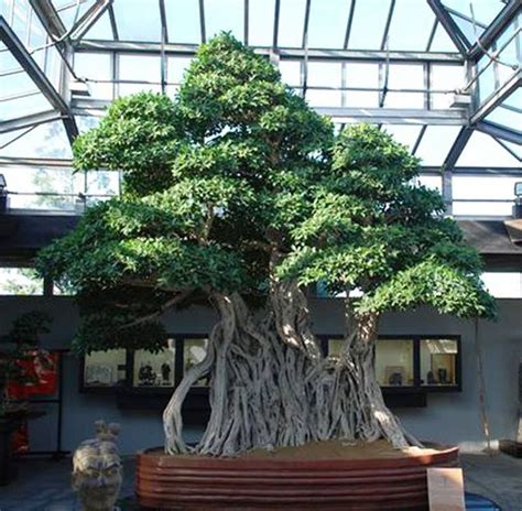 Ficus Bonsai At The Crespi Bonsai Museum In San Lorenzo Di Parabiago