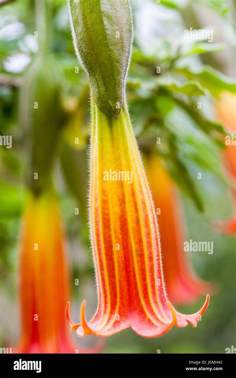 Red Angels Trumpet Flower And Plant Brugmansia Sanguinea Stock Photo