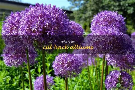 When Is The Right Time To Trim Your Alliums? A Guide To Cutting Back ...