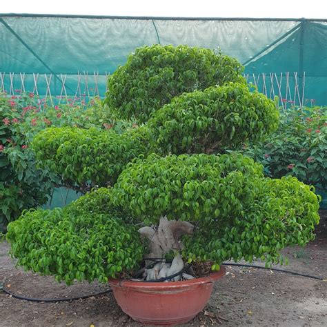 Ficus Microcarpa Bonsai Multi Head Ficus Retusaginsen Ficuschinese