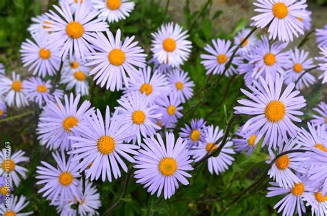 Asterales - Lila Astern blühen im Sommergarten Stock-Foto | Adobe Stock
