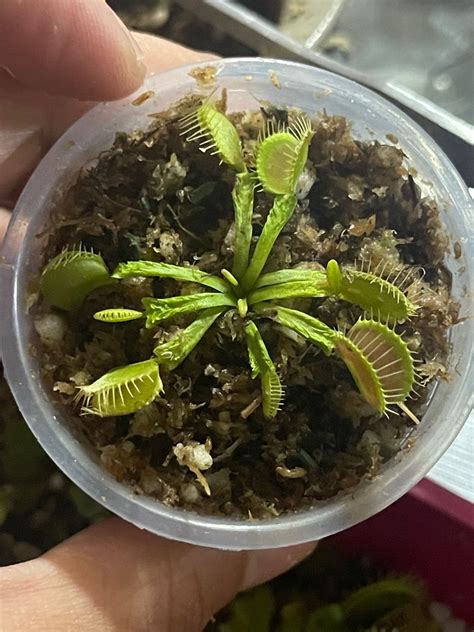 Venus Flytrap DM Dionaea Muscipula Schuppenstiel Furniture Home