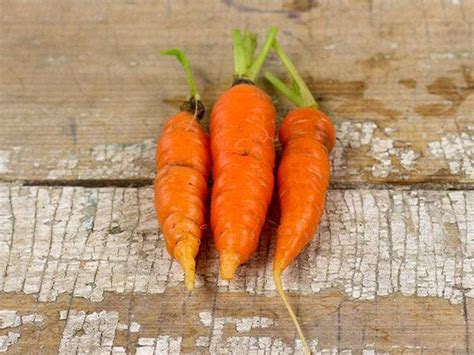 Carrot Daucus Carota Var Sativus Muscade In The Carrots Database