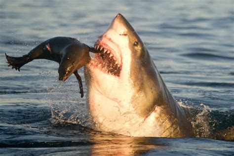 Naturaleza Animal Graban El Ataque De Un Tiburón A Una Foca En Ee Uu