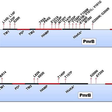 A Domains Of The PmrA PmrB Two Component System And Positions Of All